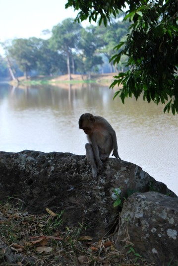 Monkey model 2