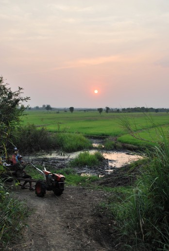 Rice paddy sunset